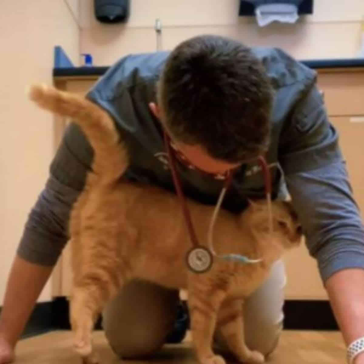 Katze schmust mit Tierarzt