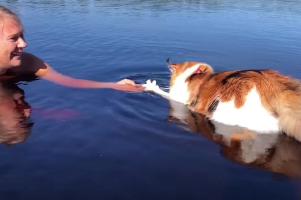 Katze schwimmt mit Besitzerin