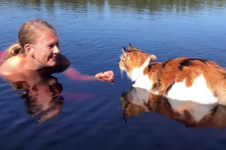 Katze schwimmt zu ihrer Besitzerin