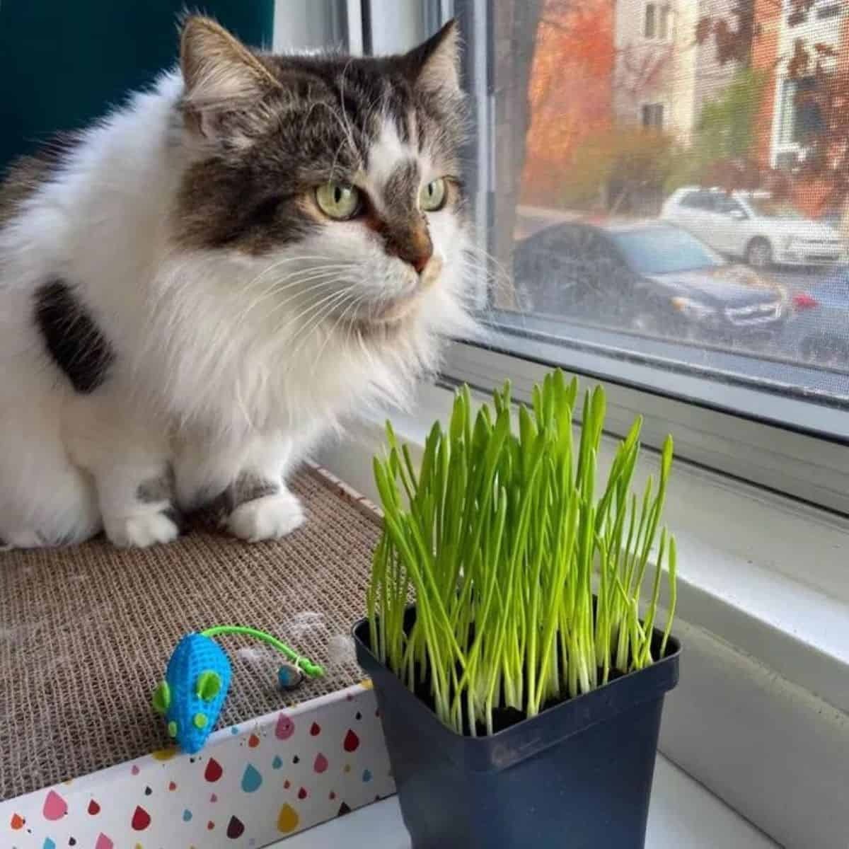 Katze sitzt am Fenster