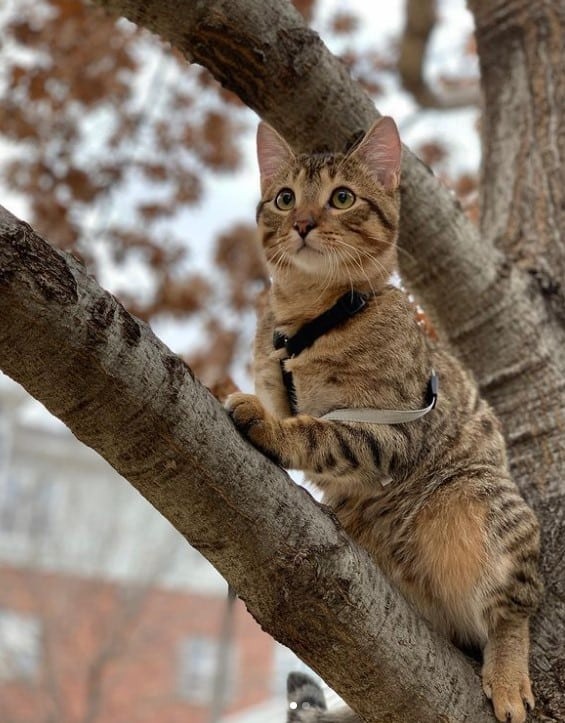 Katze sitzt auf einem Ast