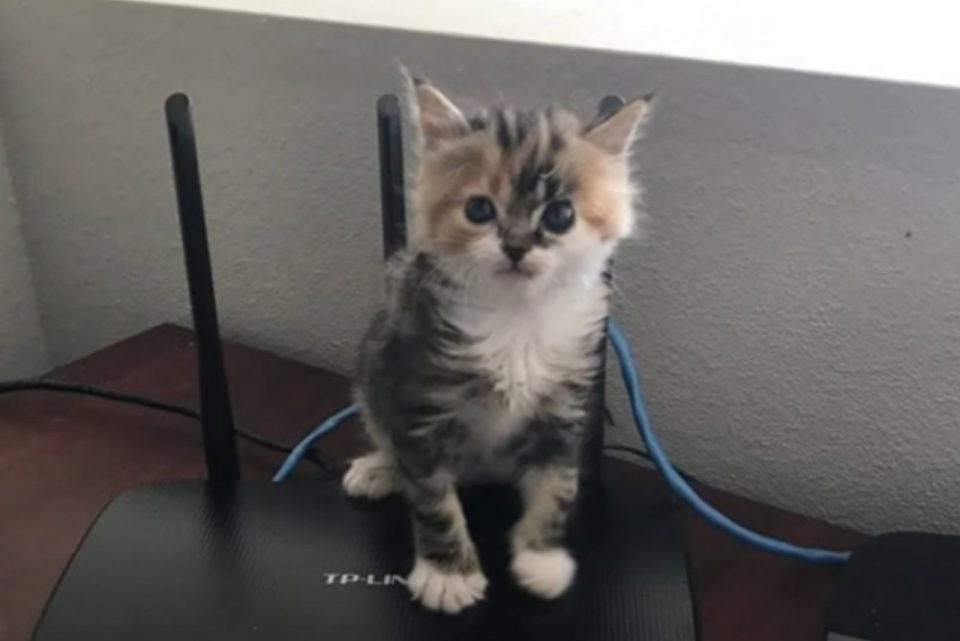 Katze sitzt auf einem Internetrouter