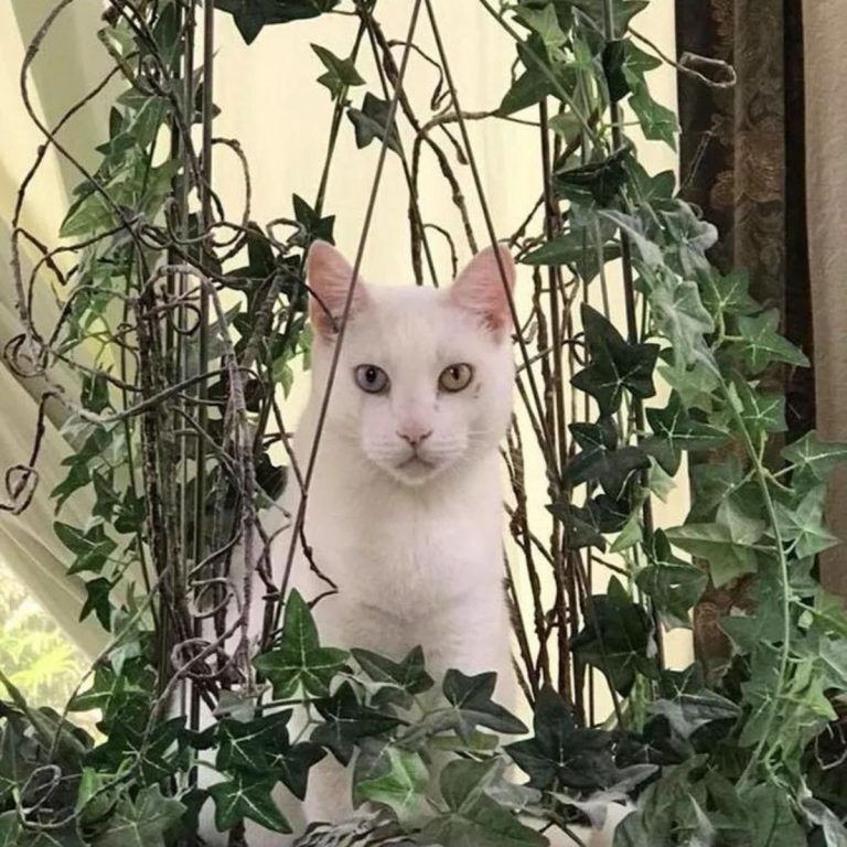 Katze sitzt zwischen Laub