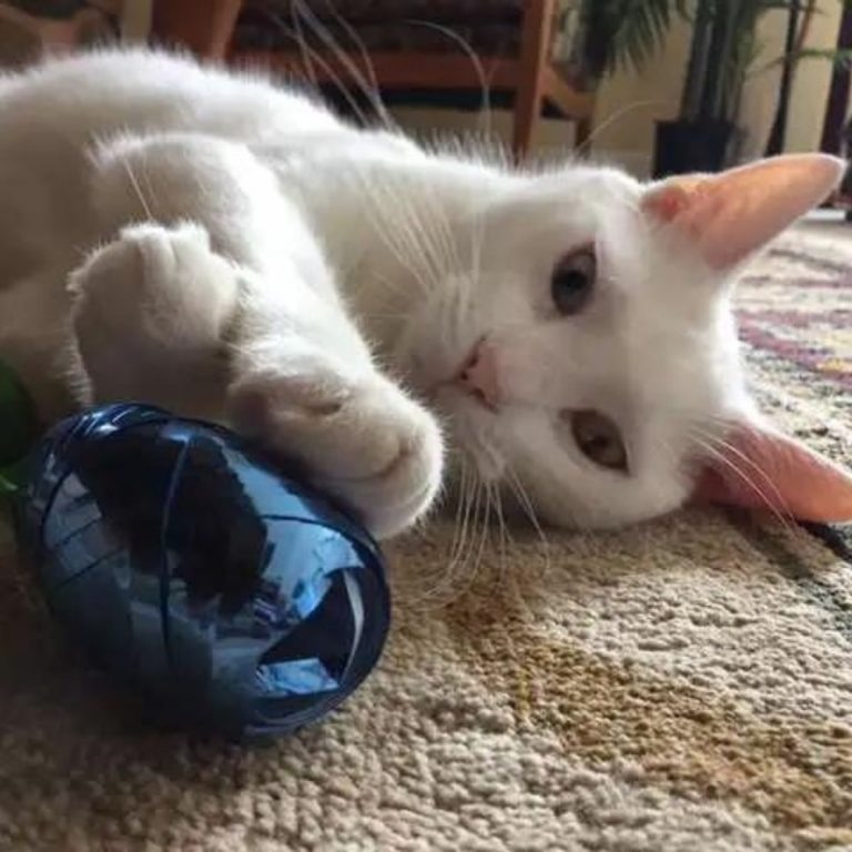 Katze spielt mit Spielzeug