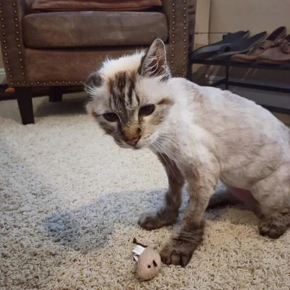 Katze spielt mit einer Maus