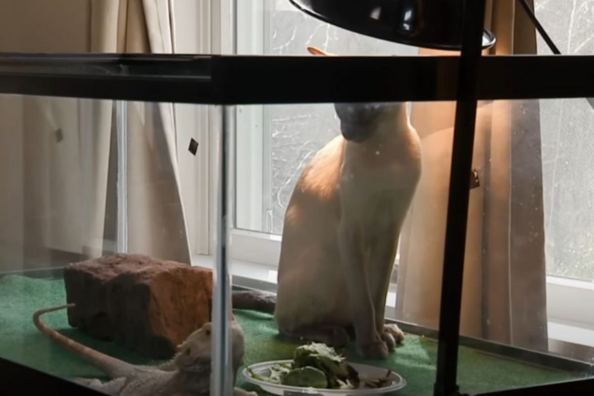 Katze steht neben einem Terrarium