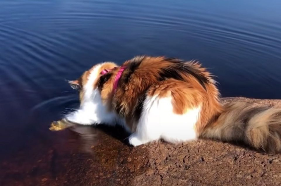 Katze taucht ihre Pfoten ins Wasser