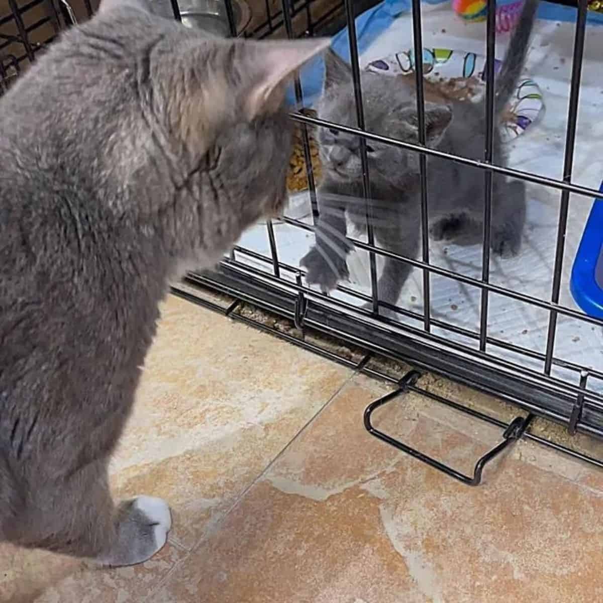 Katze trifft auf Katzenbaby