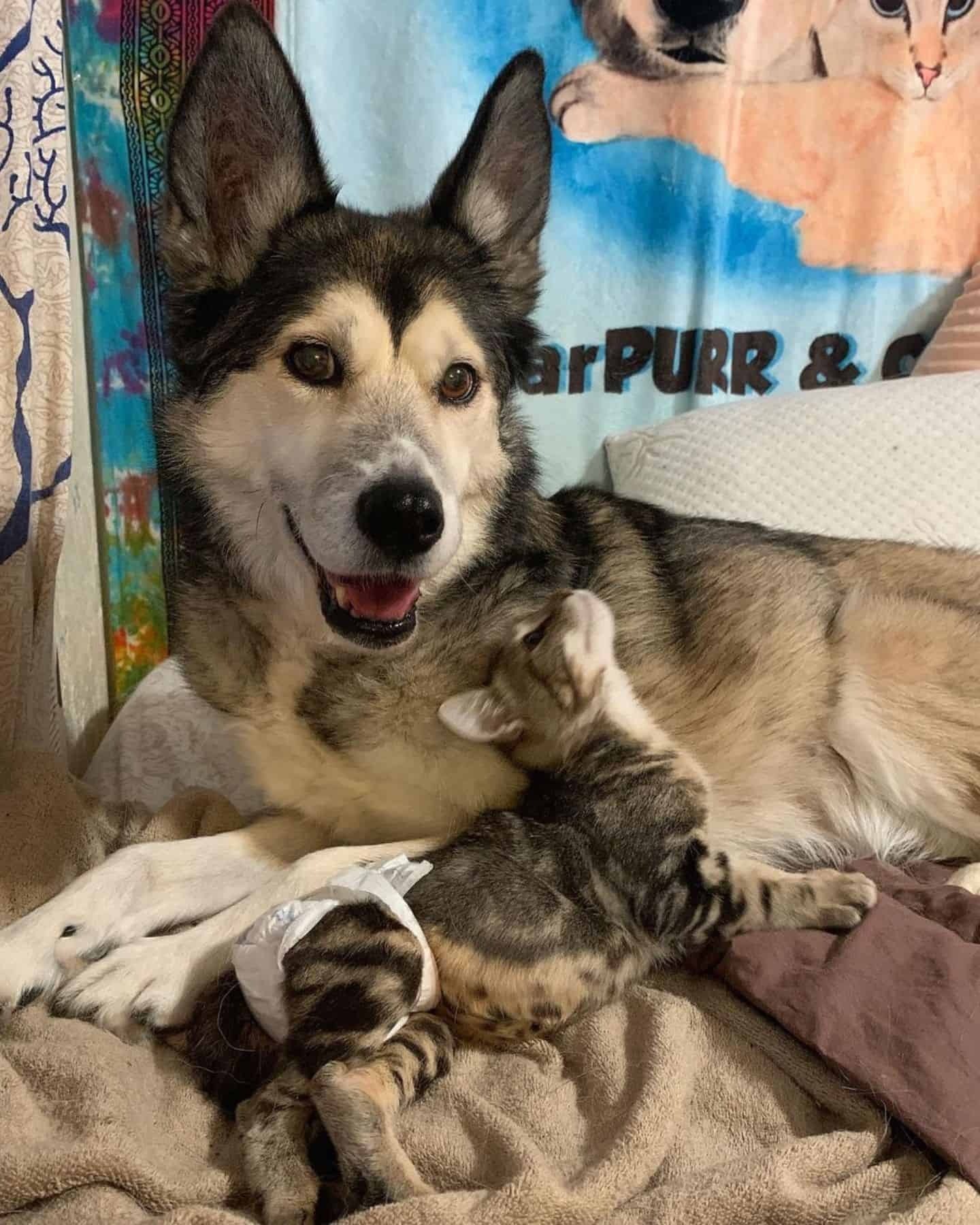 Katze und Hund kuscheln gemeinsam