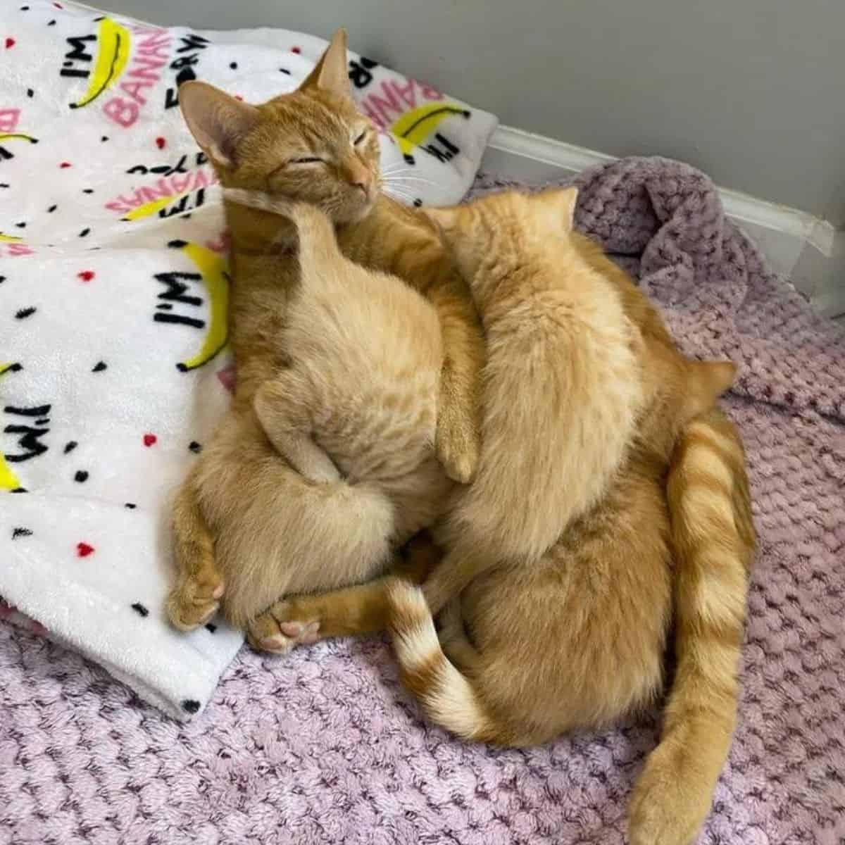 Katze und Kaetzchen auf einer Decke liegend