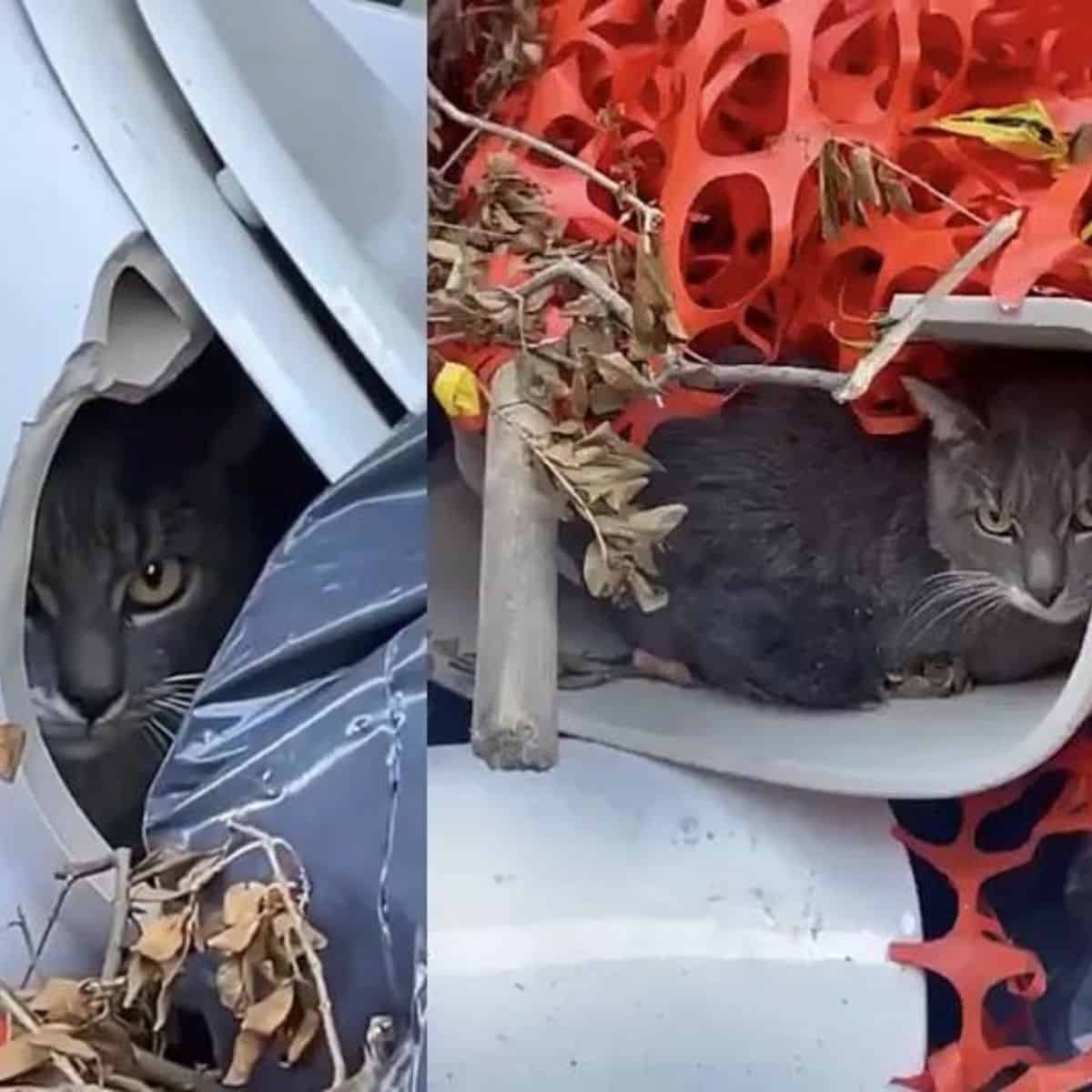 Katze versteckt sich in weggeworfenen Toilette