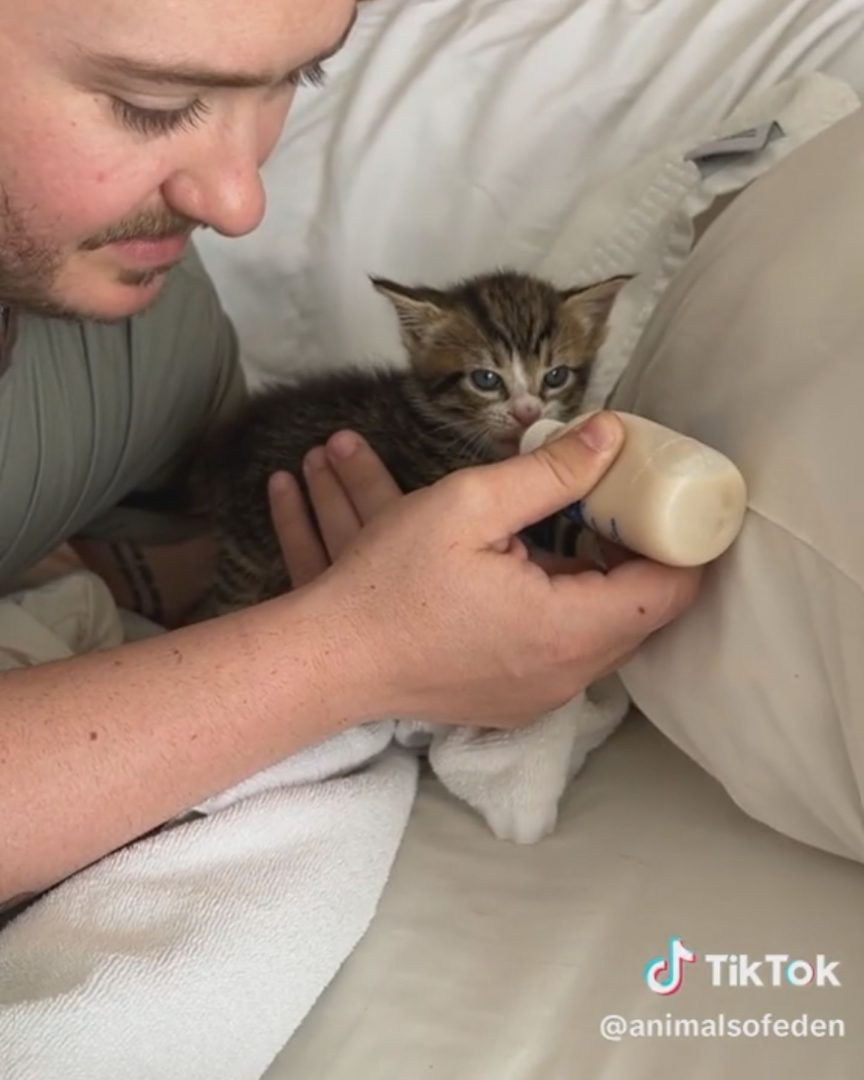 Katze wird mit einer Flasche gefuettert