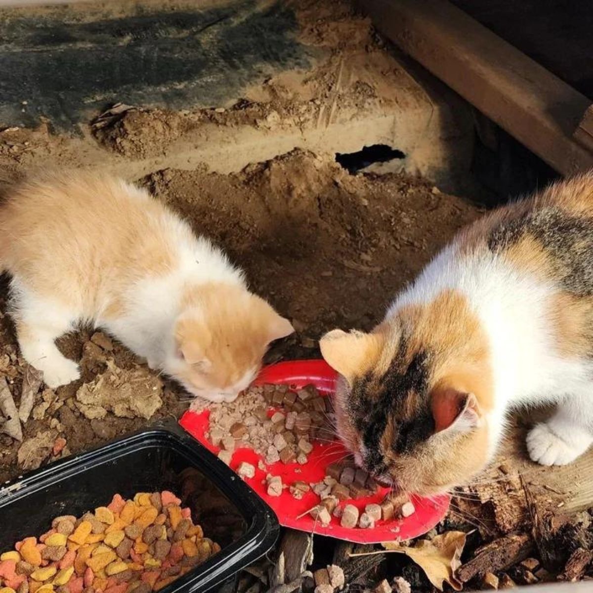 Katzen werden gefuettert