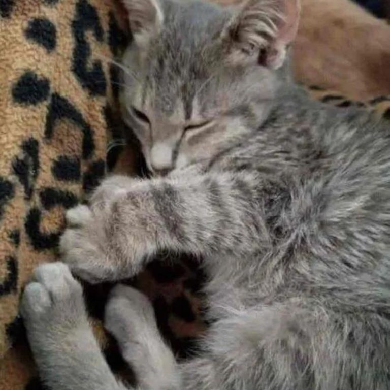 Katzenbaby macht ein Nickerchen