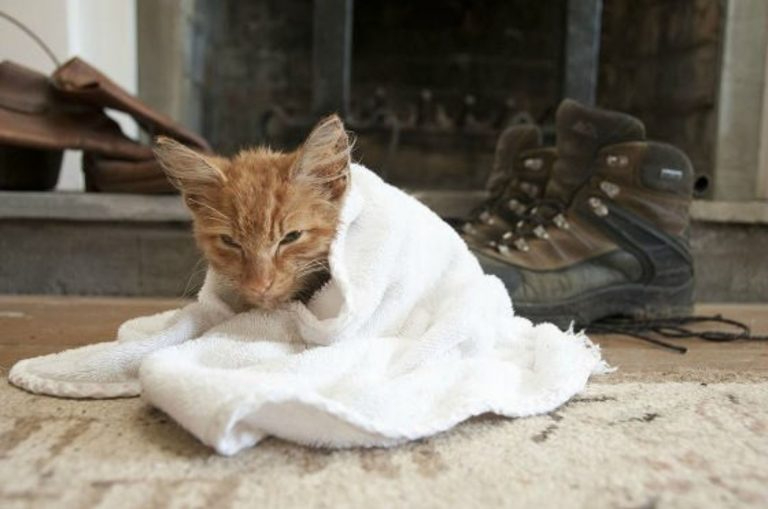 Katzenbaby mit Handtuch bedeckt