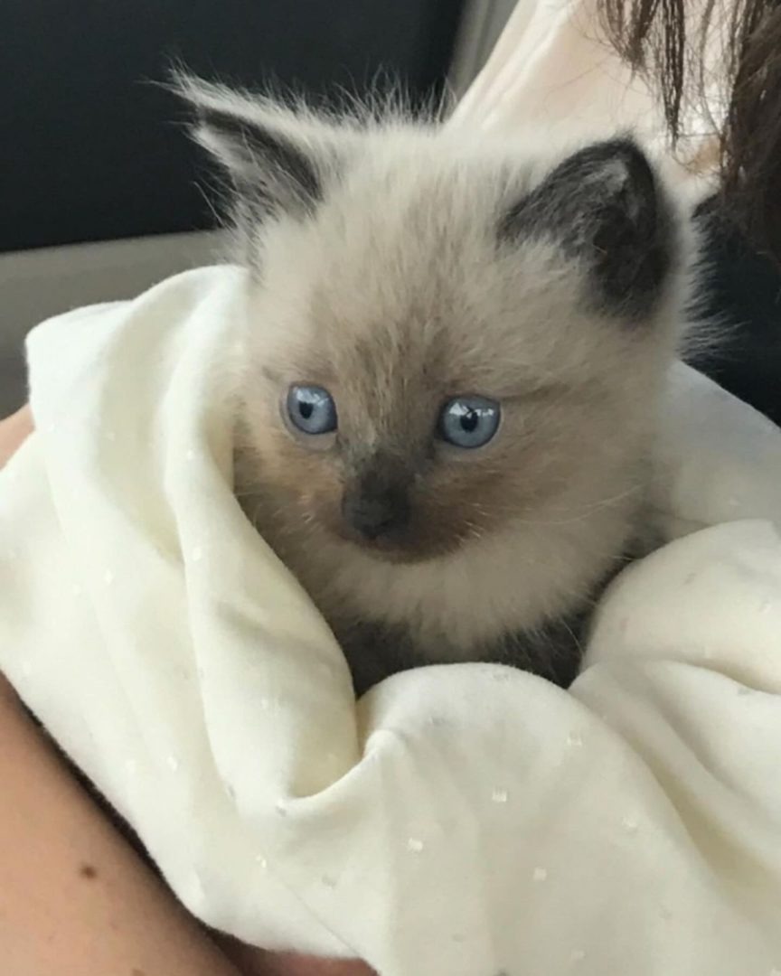 Katzenbaby mit blauen Augen