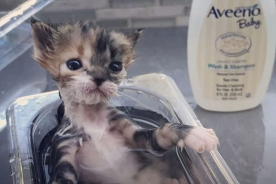 Katzenbaby wird gebadet