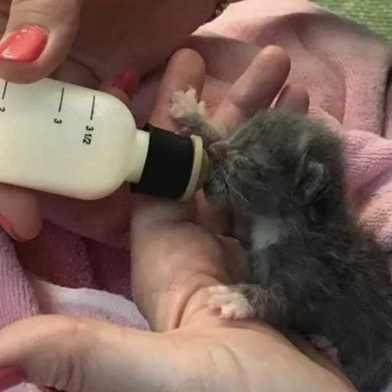 Katzenbaby wird mit einer Flasche gefuettert