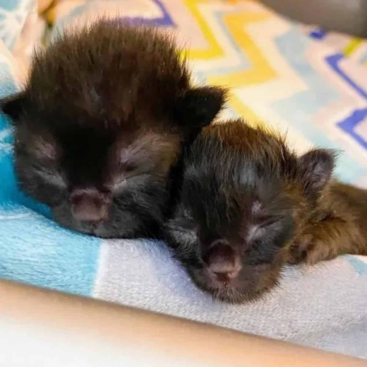 Katzenbabys schlafen nebeneinander