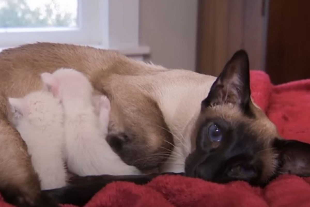 Katzenmama liegt mit ihren Babys