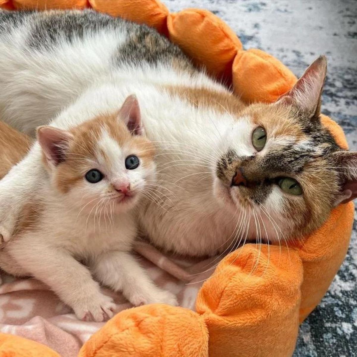 Katzenmama und ihr Baby