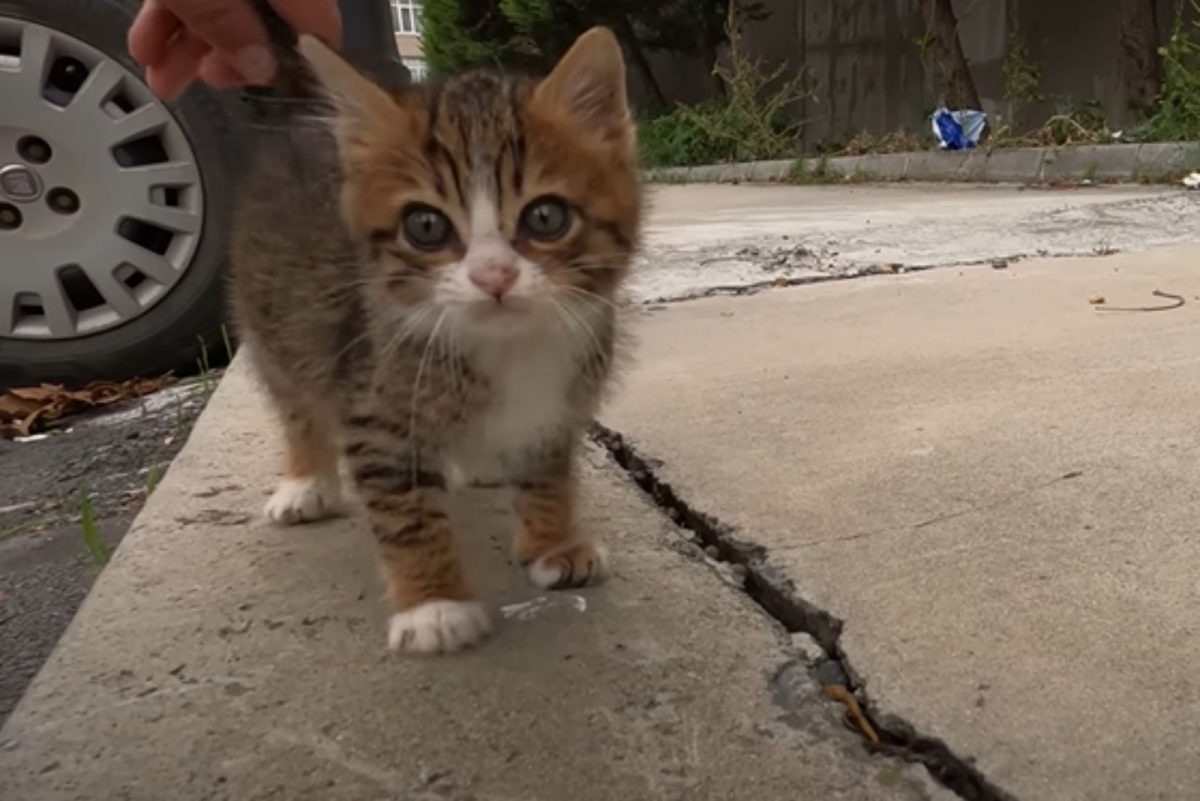 Kleine Katze auf dem Gehweg