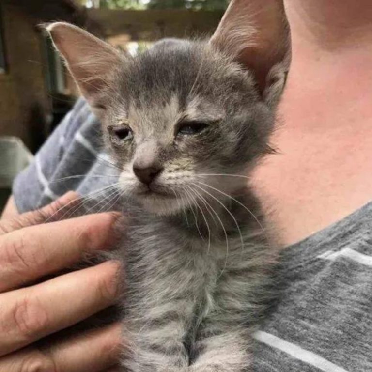 Kleine Katze im Armen einer Frau