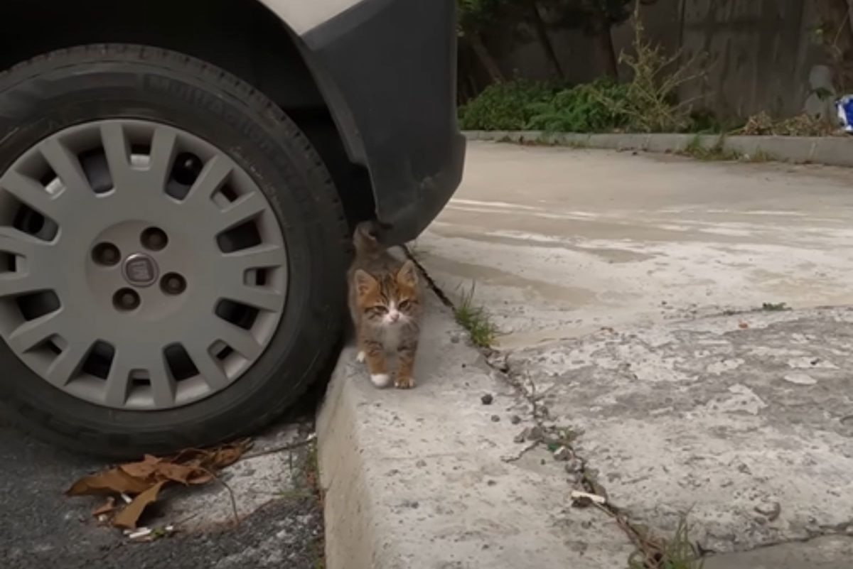 Kleine Katze steht neben einem Auto