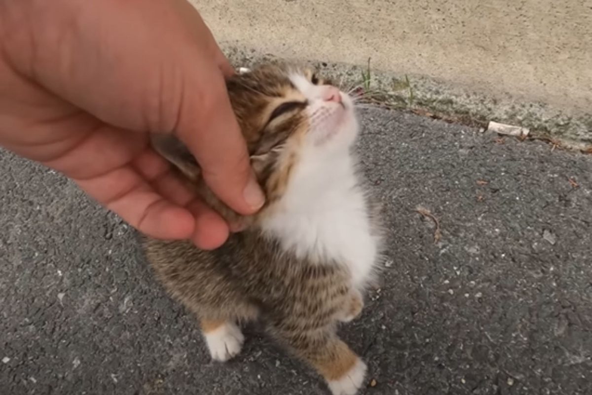 Kleine Katze wird gestreichelt