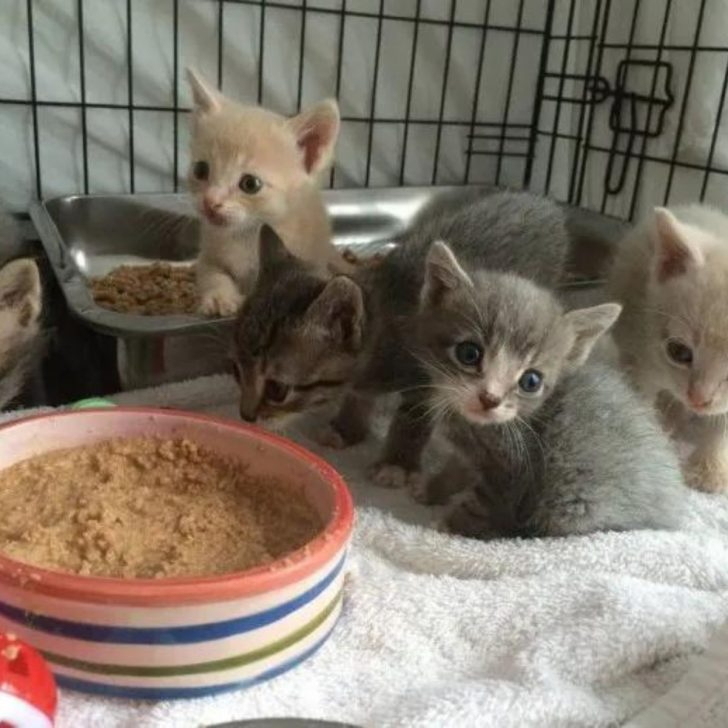 Kleine Katzenbabys bekommen Futter