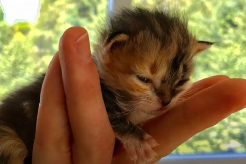 Kleines Katzenbaby in einer Hand