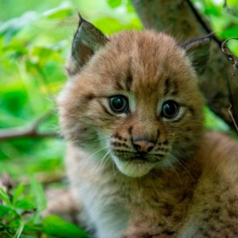 Kleines Luchs-Baby