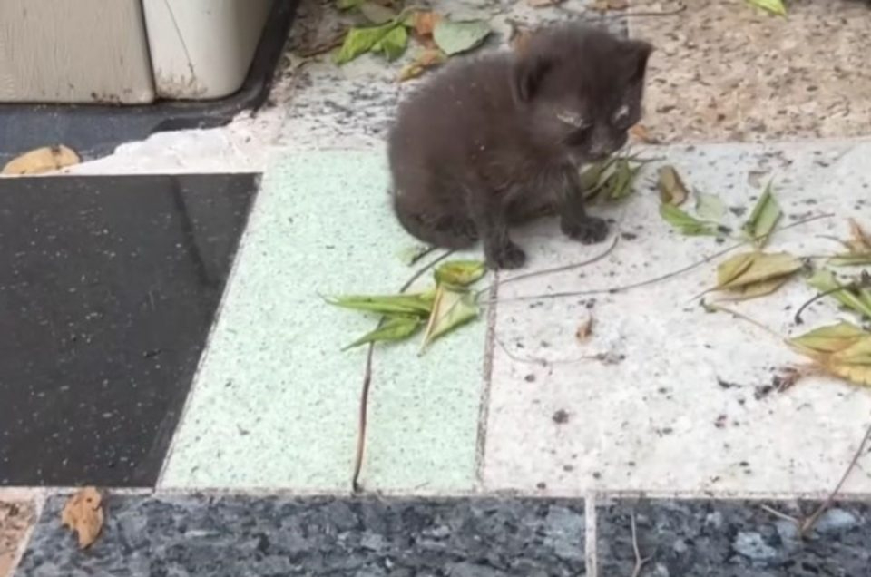 Kleines schwarzes Katzenbaby