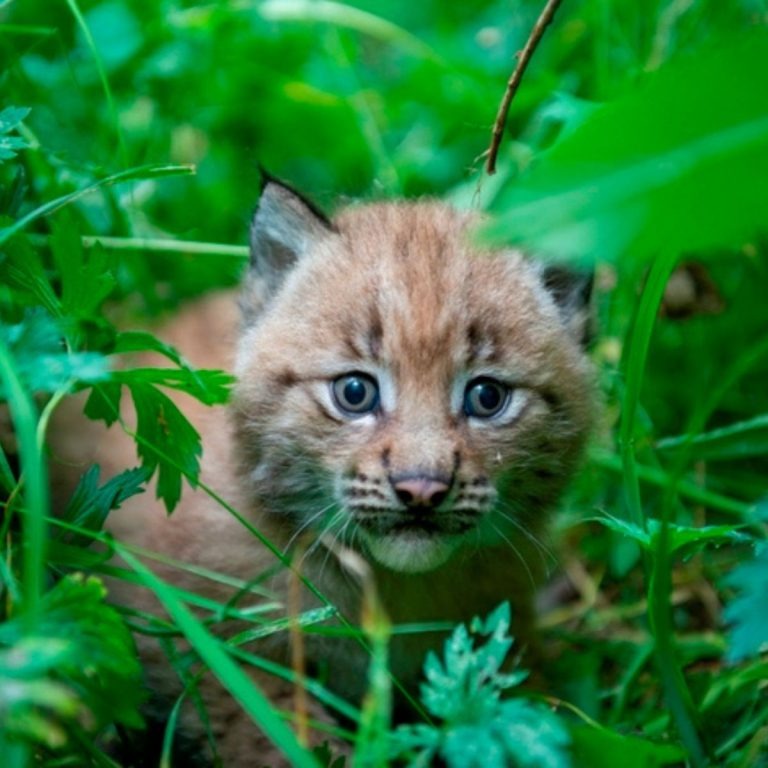 Luchs-Baby im Gras