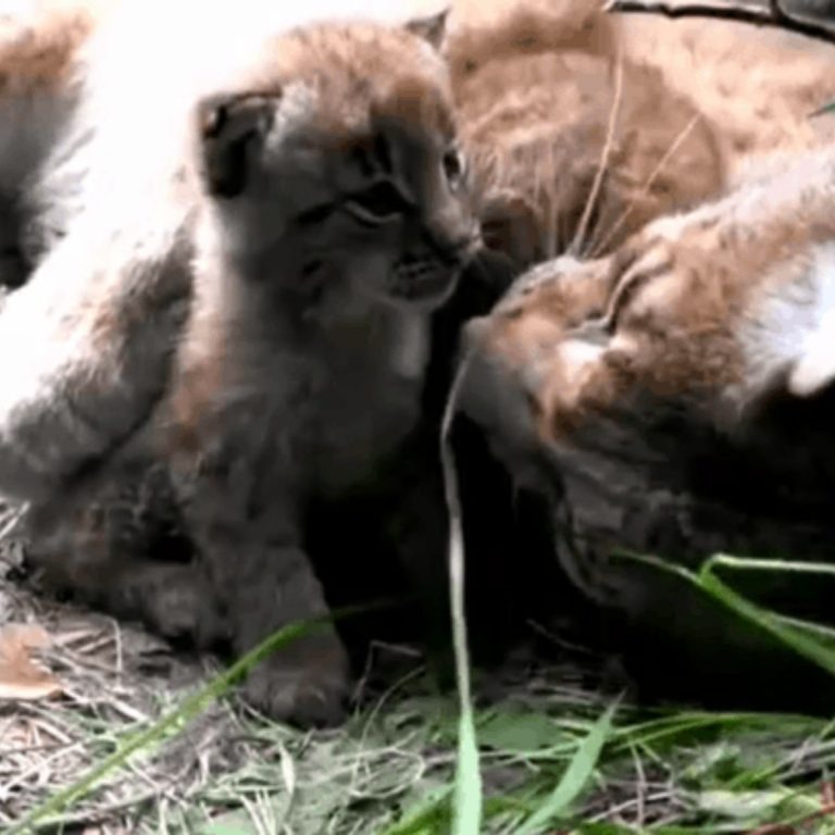 Luchs-Mama mit ihrem Baby