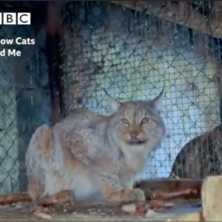 Luchs im Kaefig