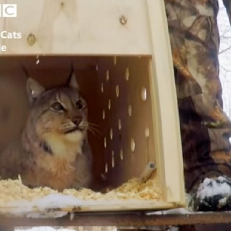 Luchs in einer Transportbox