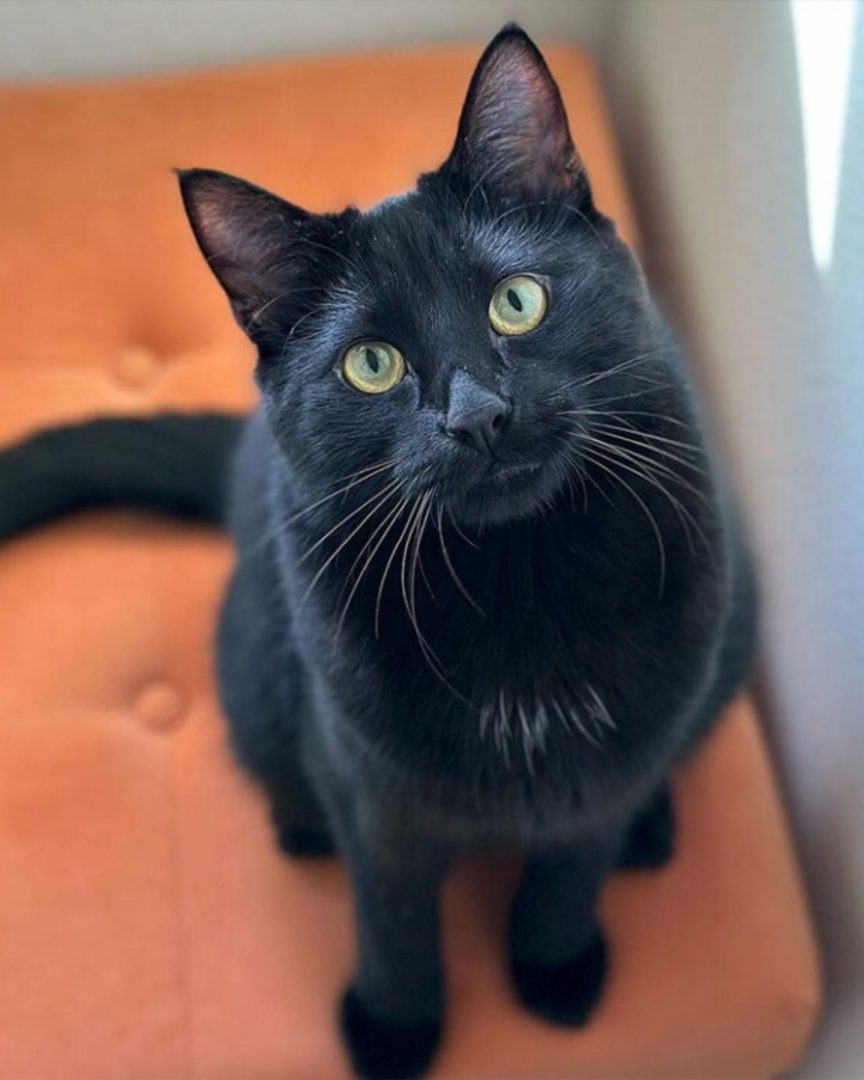 Lupin die Katze sitzt auf einem orangefarbenen Sitz