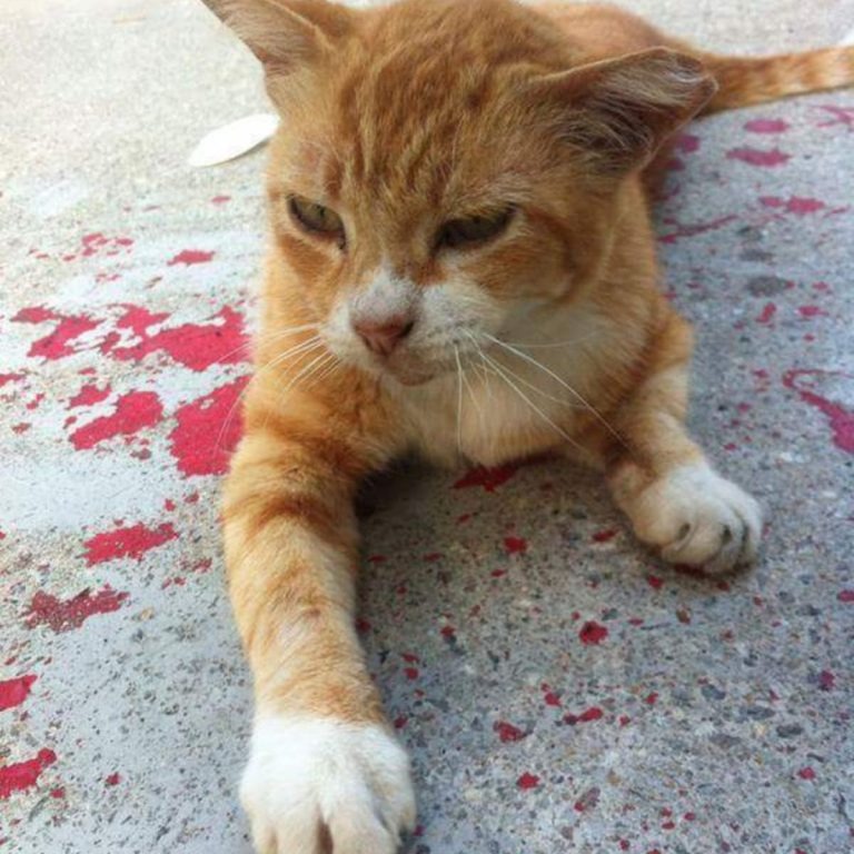 Orange Katze liegt auf dem Gehweg