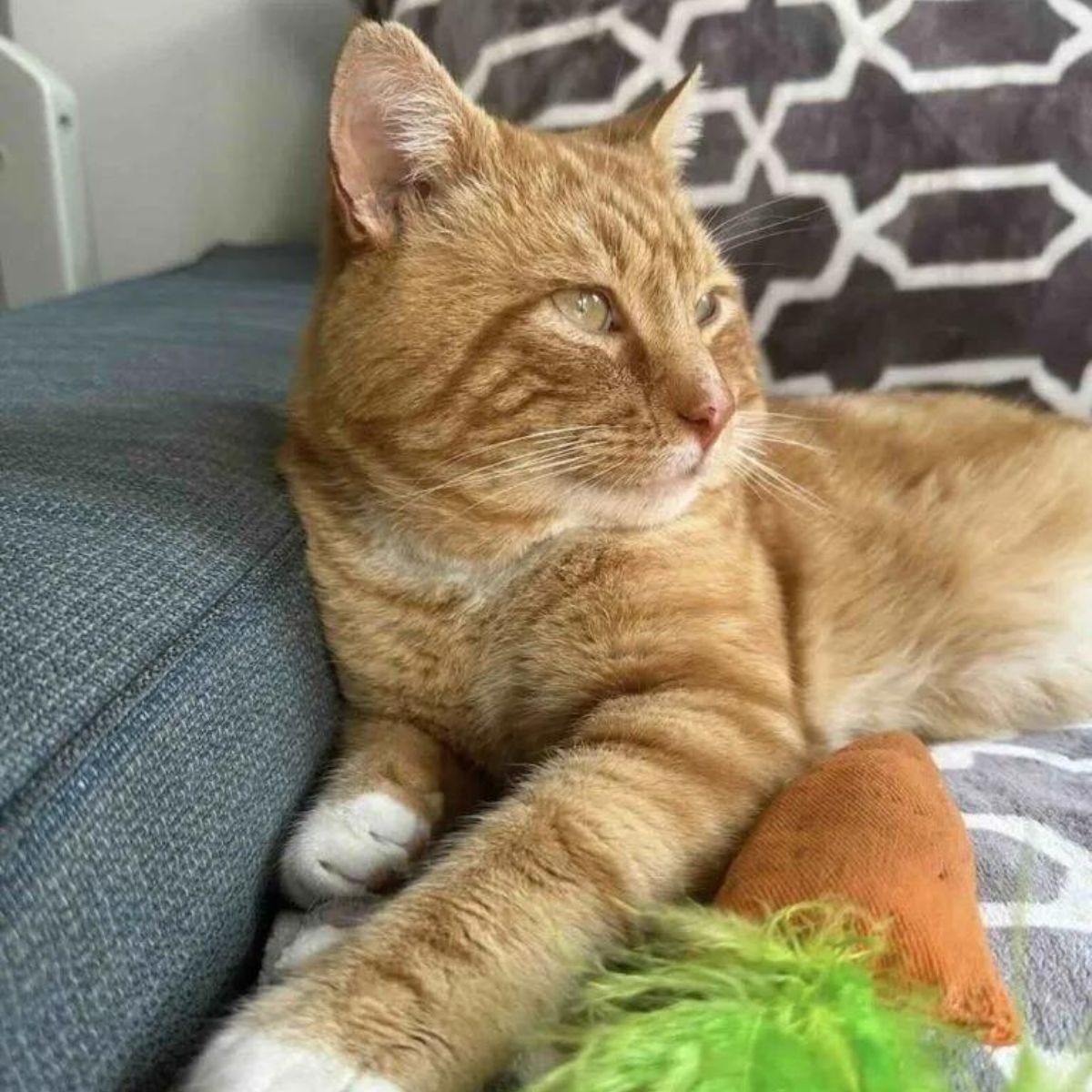 Orange Katze liegt auf dem Sofa