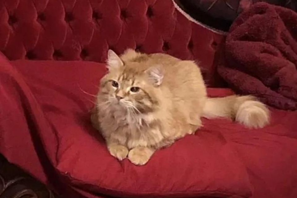 Orange Katze liegt auf der roten Couch