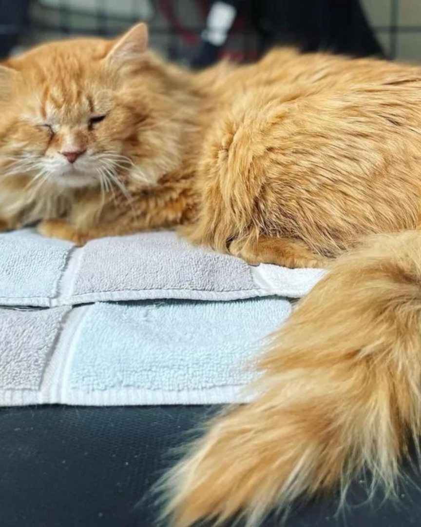 Orange Katze liegt auf einer Decke