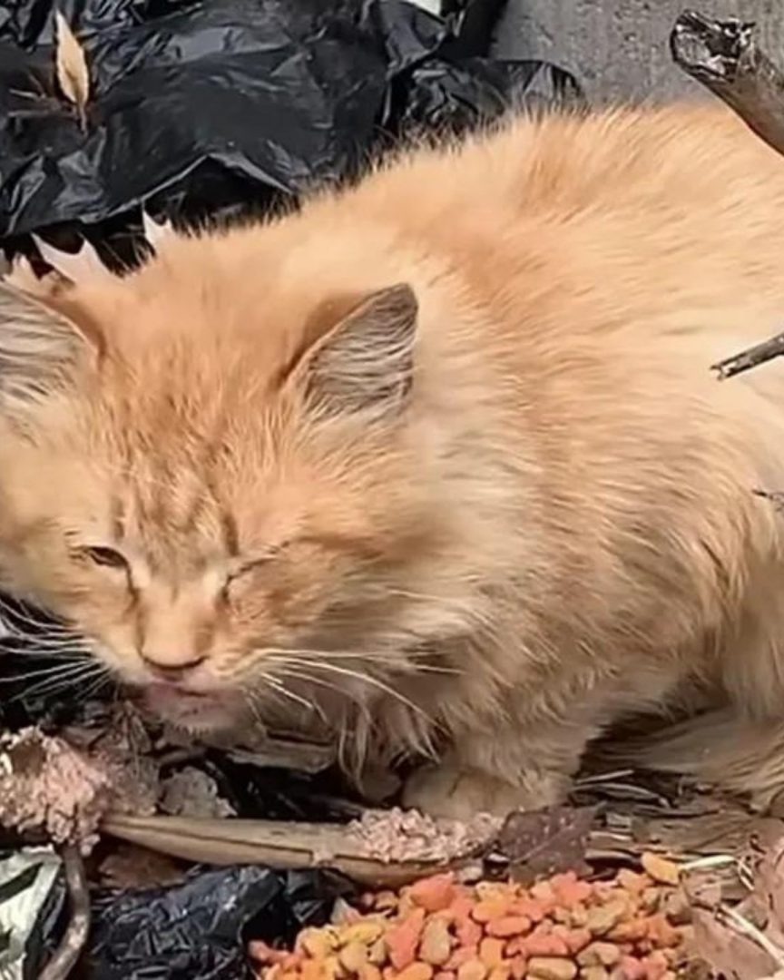 Orange Straßenkatze wird gefüttert