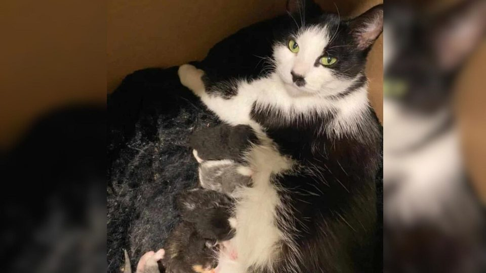 Katzenmama mit ihren Babys