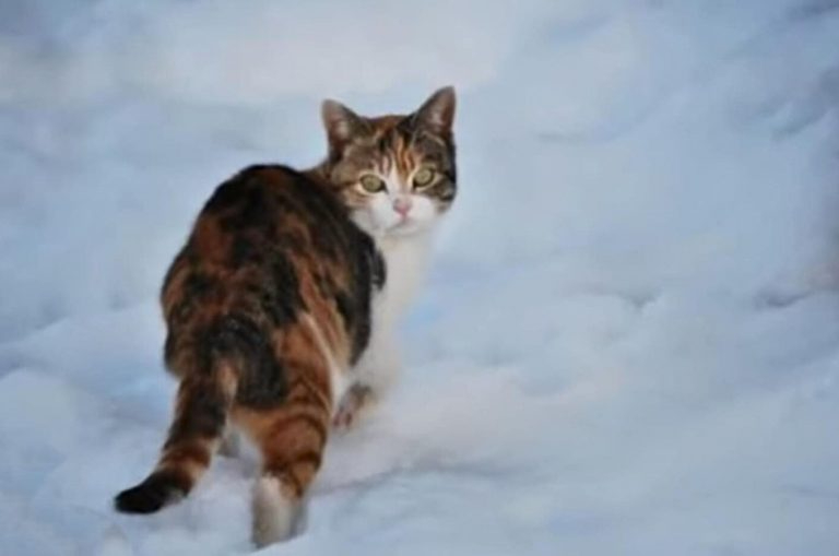 Schwangere Calico-Katze im Schnee