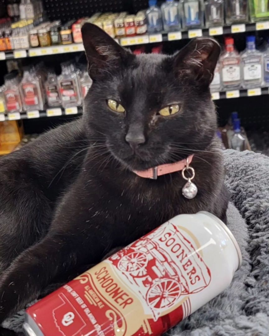 Schwarze Katze liegt neben einem Bier