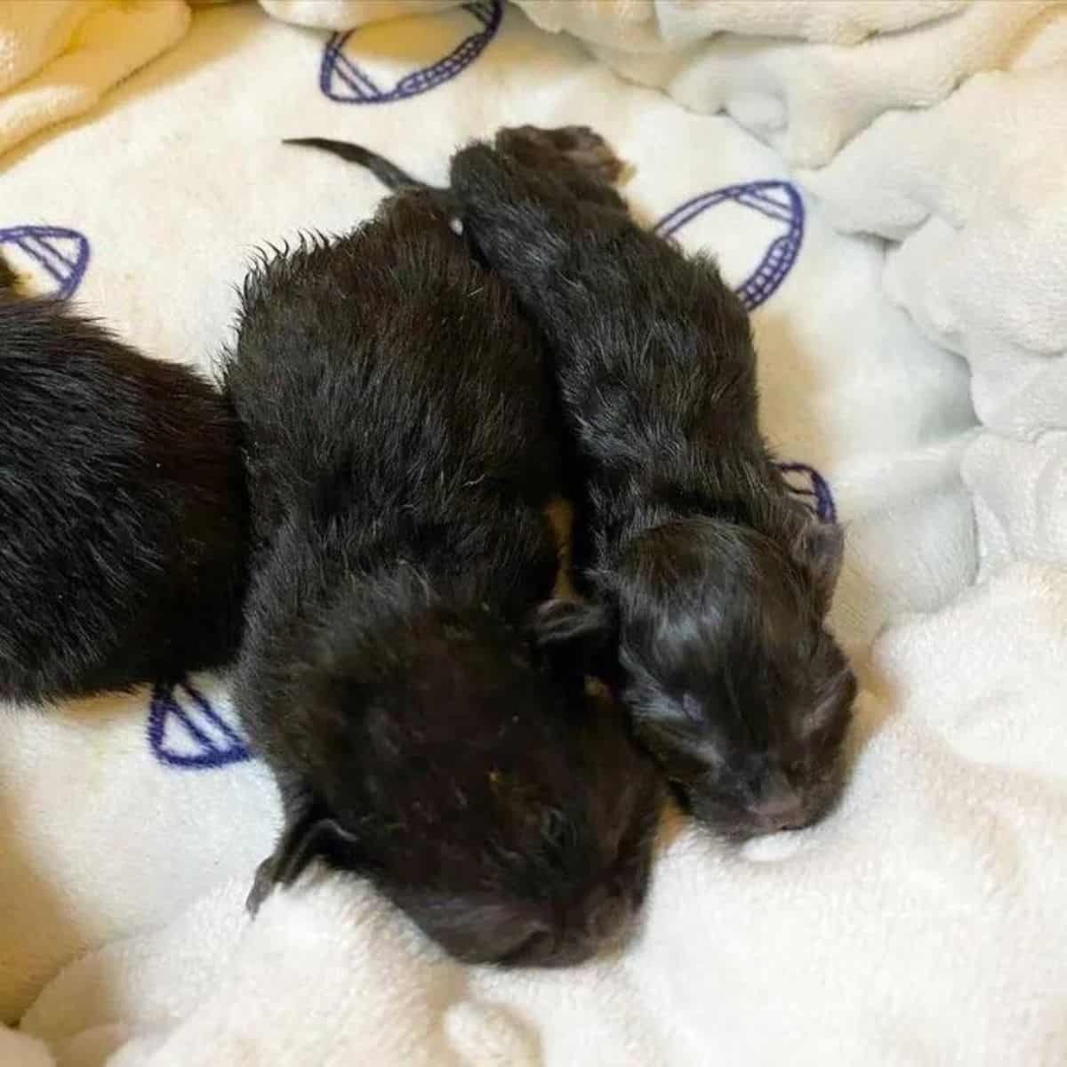 Schwarze neugeborene Katzenbabys