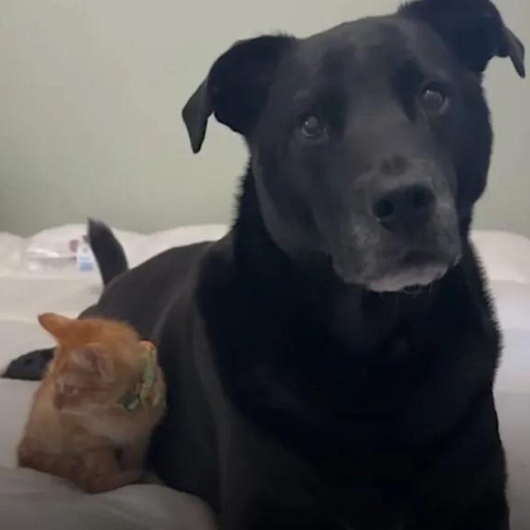 Schwarzer Hund und rothaarige Katze