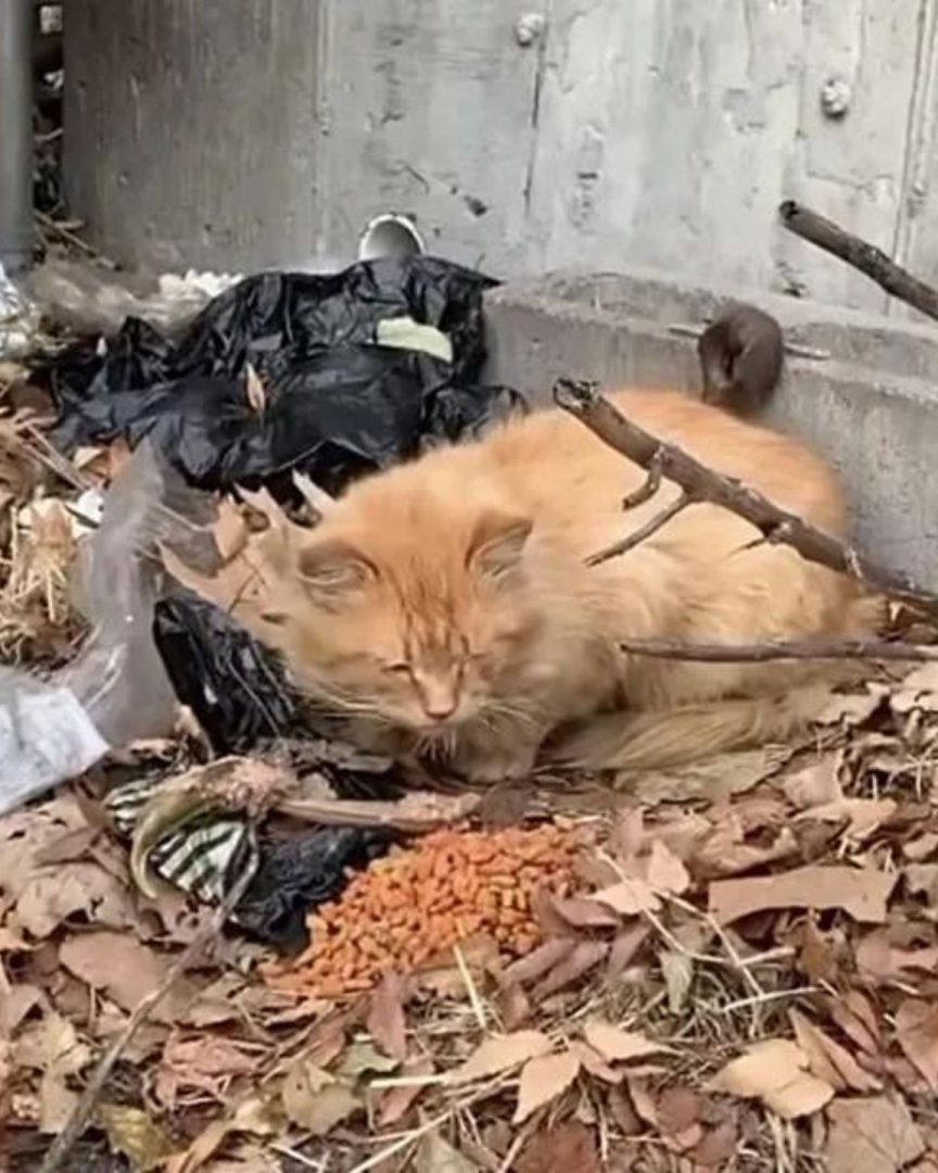 Straßenkatze sitzt auf Laubhaufen