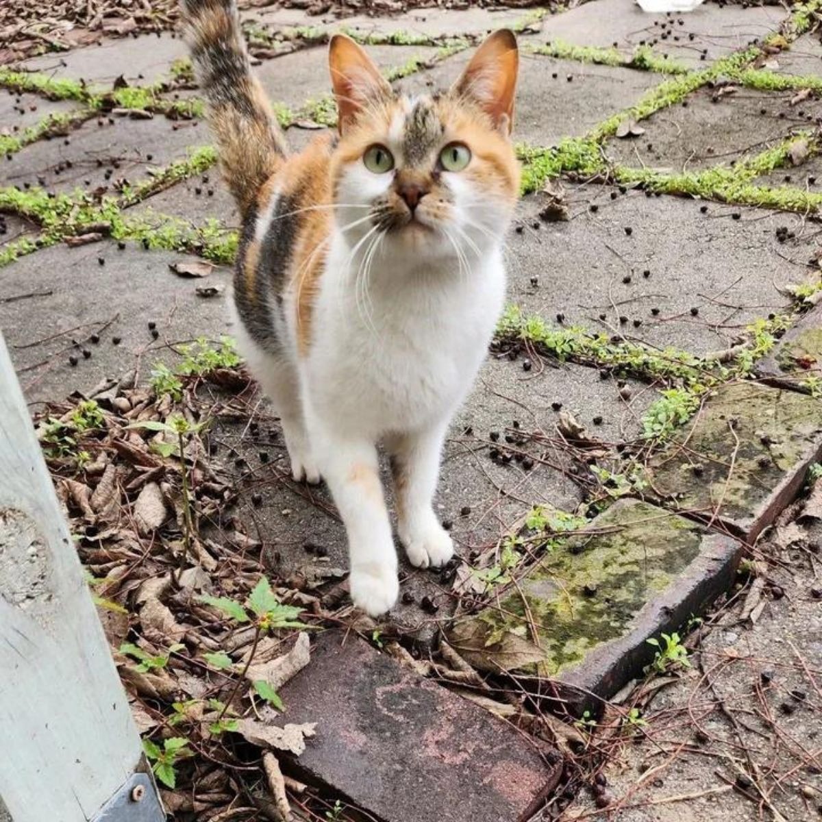 Streuende Katze vor einem Laden